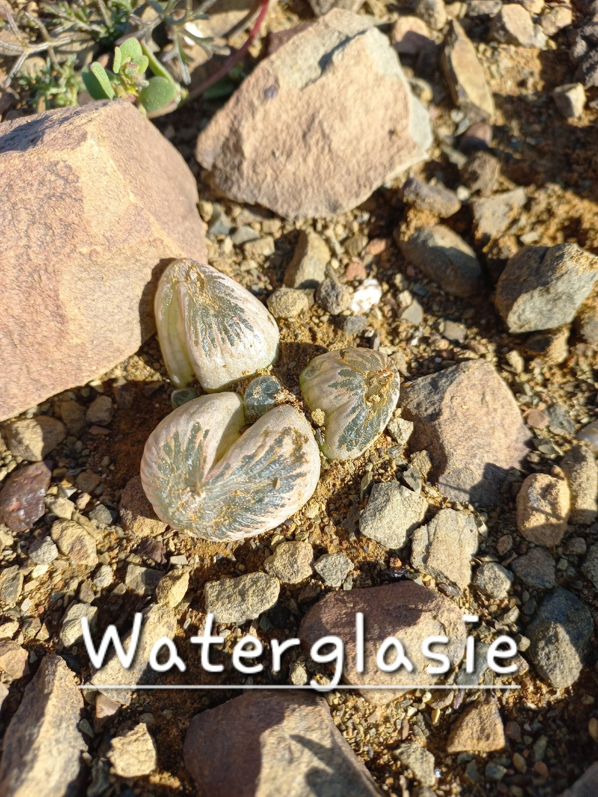Foto van Waterglasie