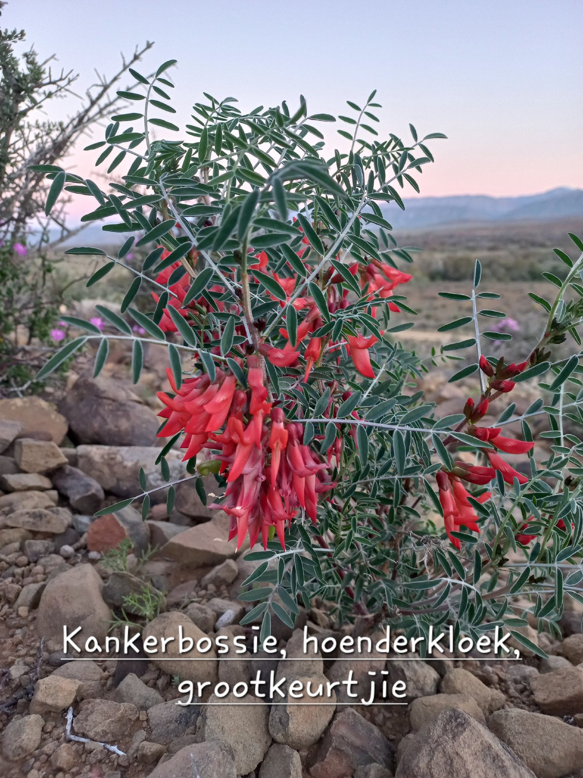 Foto van Kankerbossie