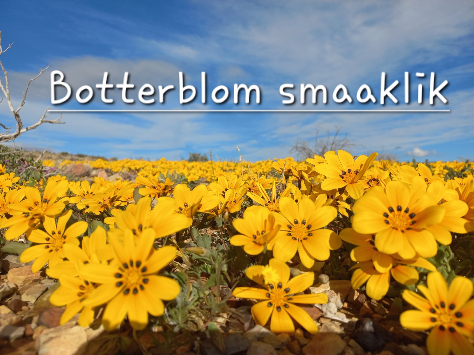Foto van Botterblom