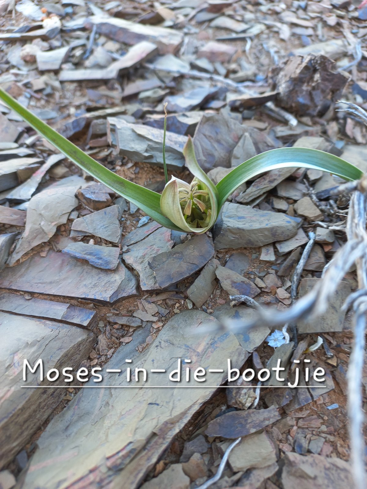 Foto van Moses-in-die-bootjie