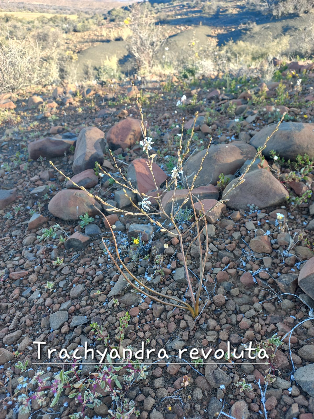 Foto van Trachyandra revoluta