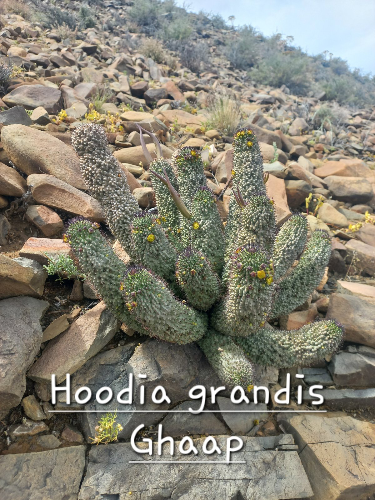 Foto van Hoodia grandis