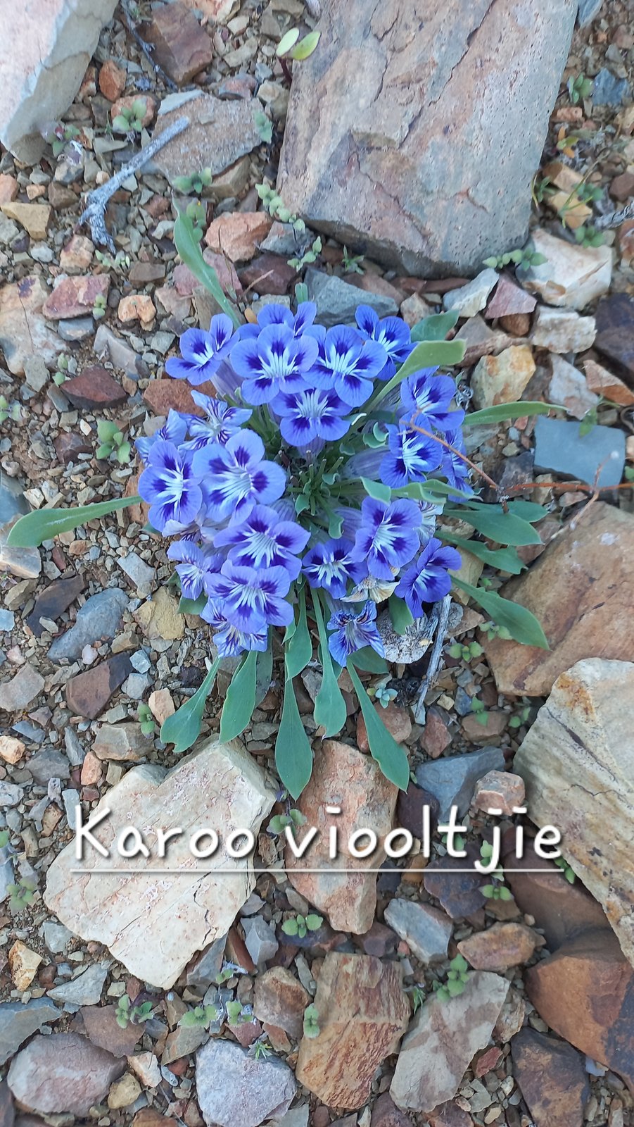 Foto van Karoo viooltjie