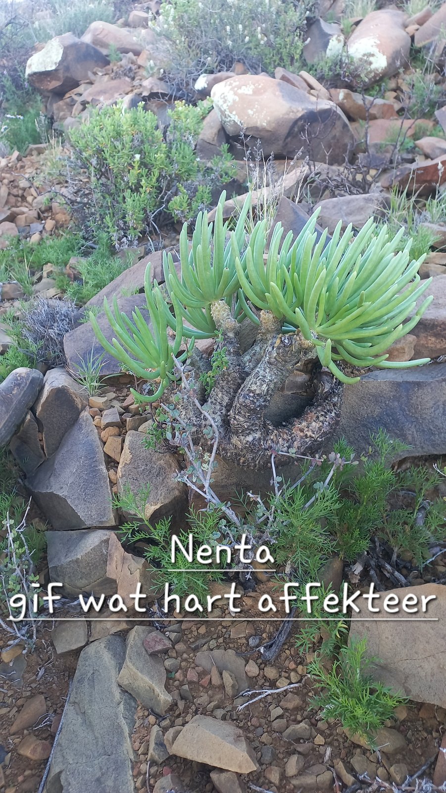 Foto van Nenta