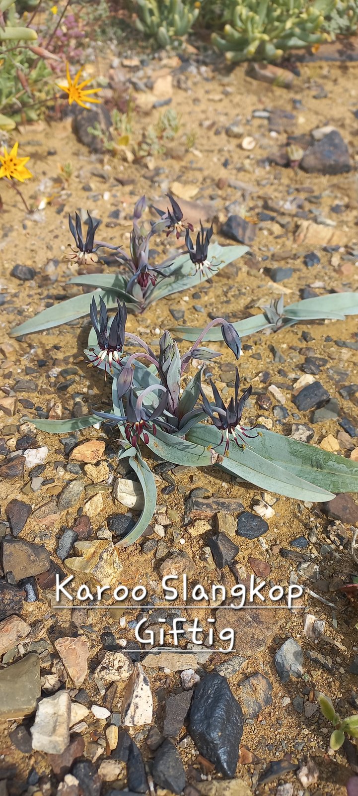 Foto van Karoo slangkop