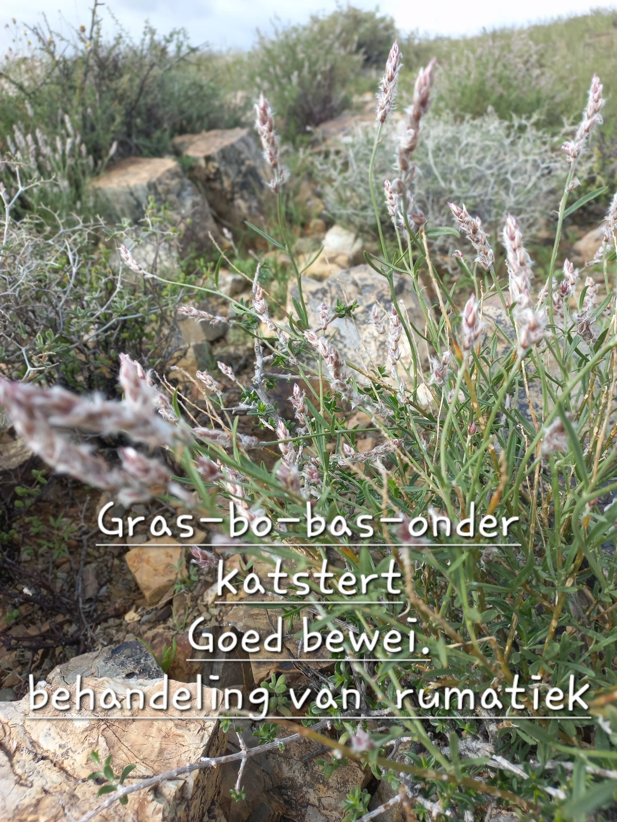 Foto van Gras-bo-bas-onder katstert