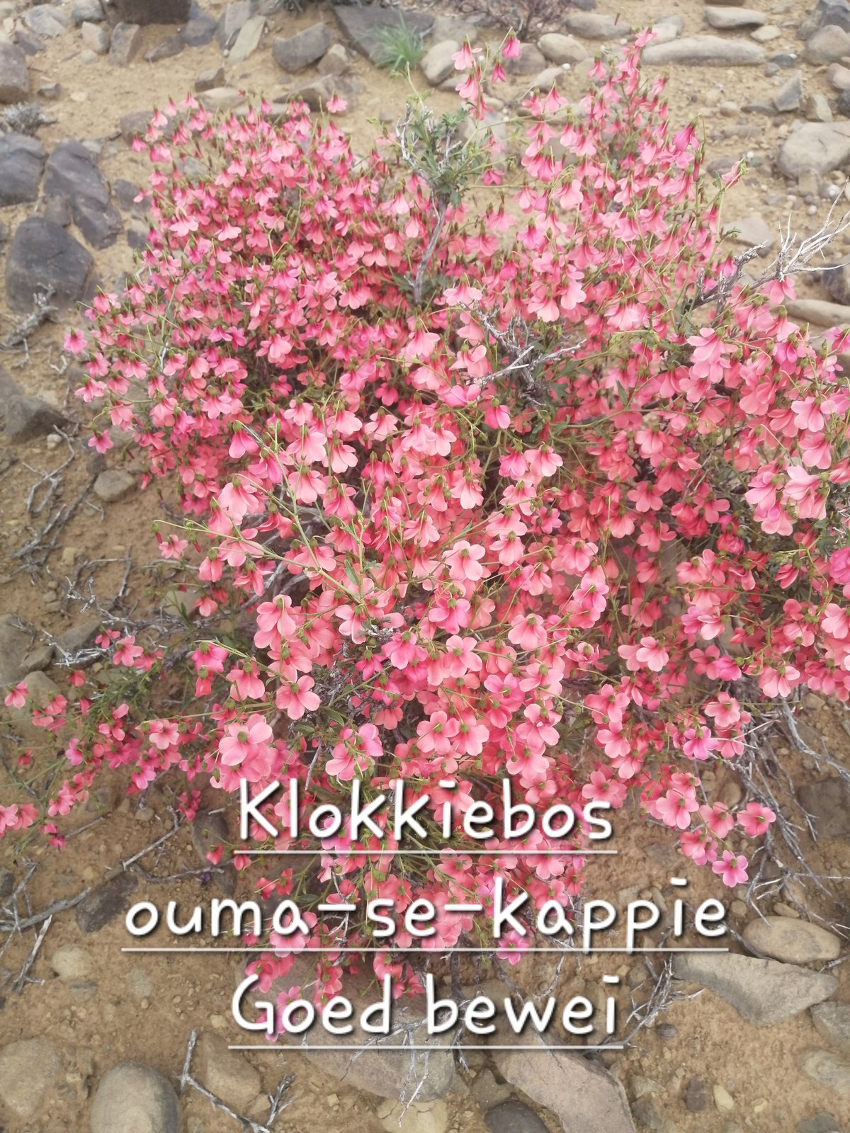 Foto van Klokkiebos