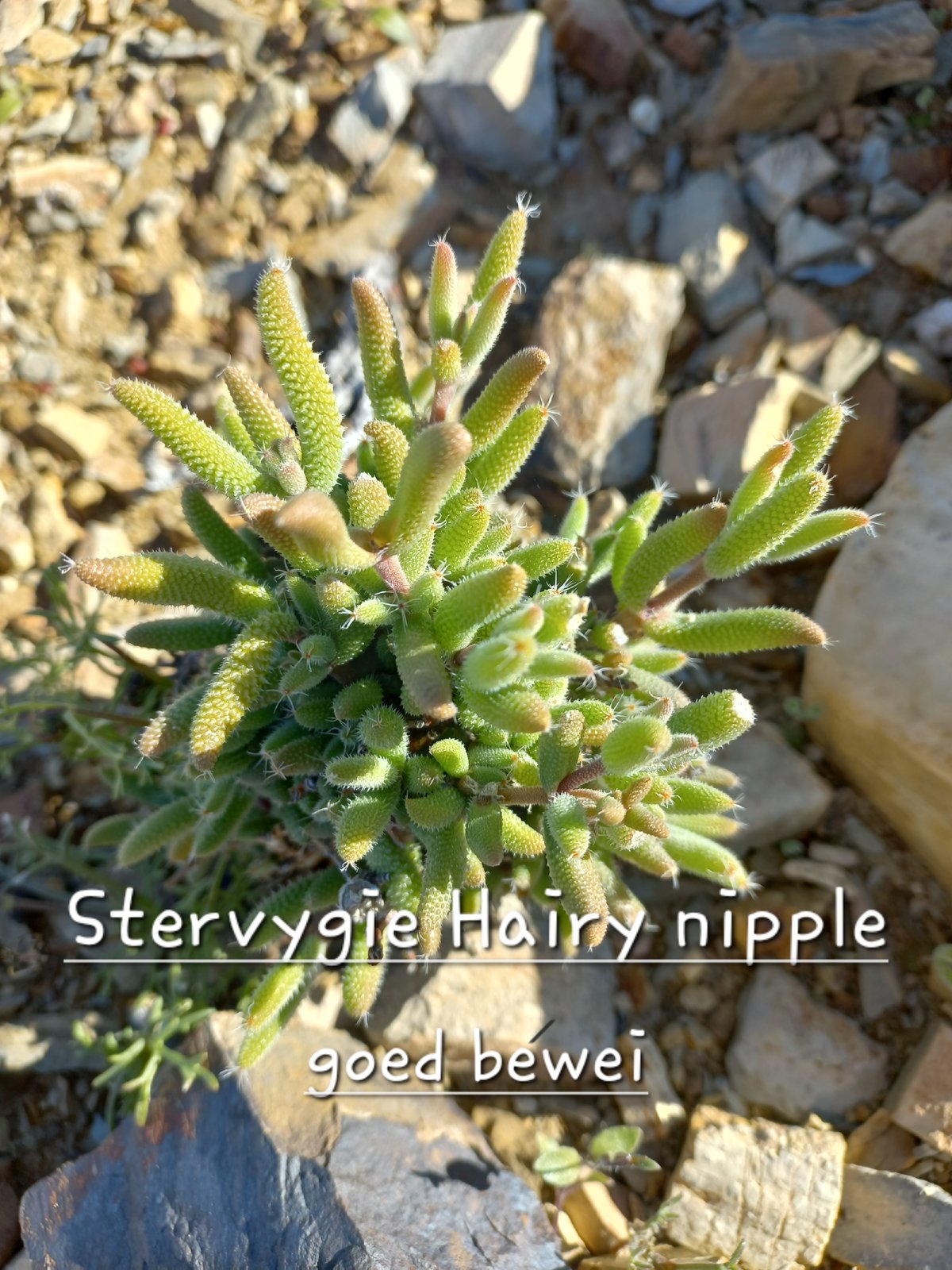 Foto van Stervygie