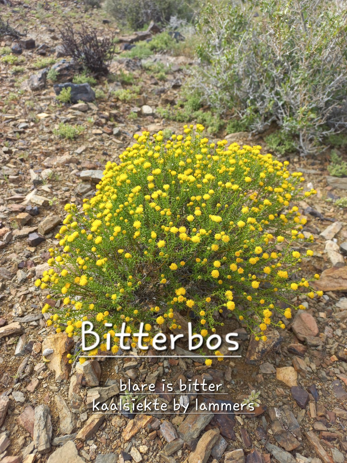 Foto van Bitterbos