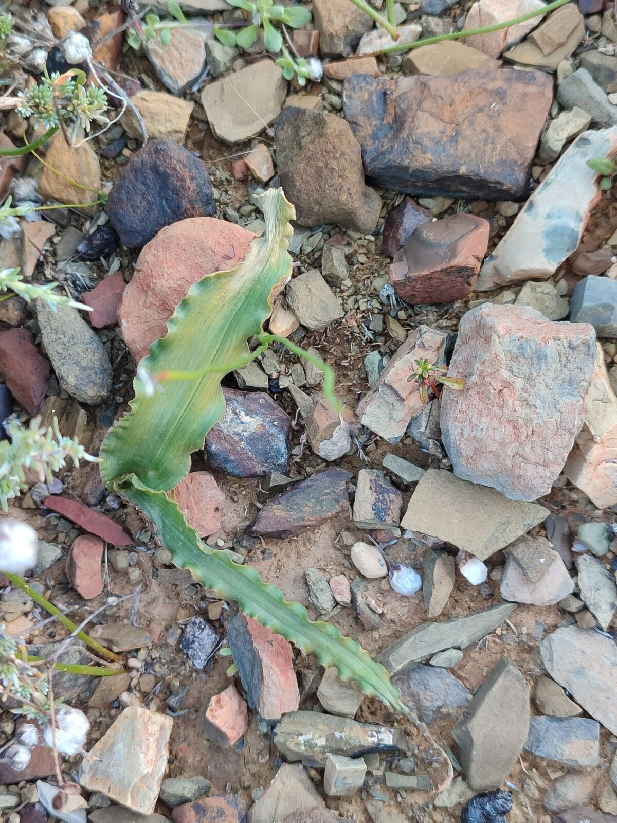 Foto van Albuca crispa