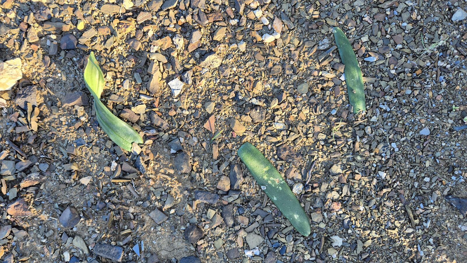 Foto van Albuca