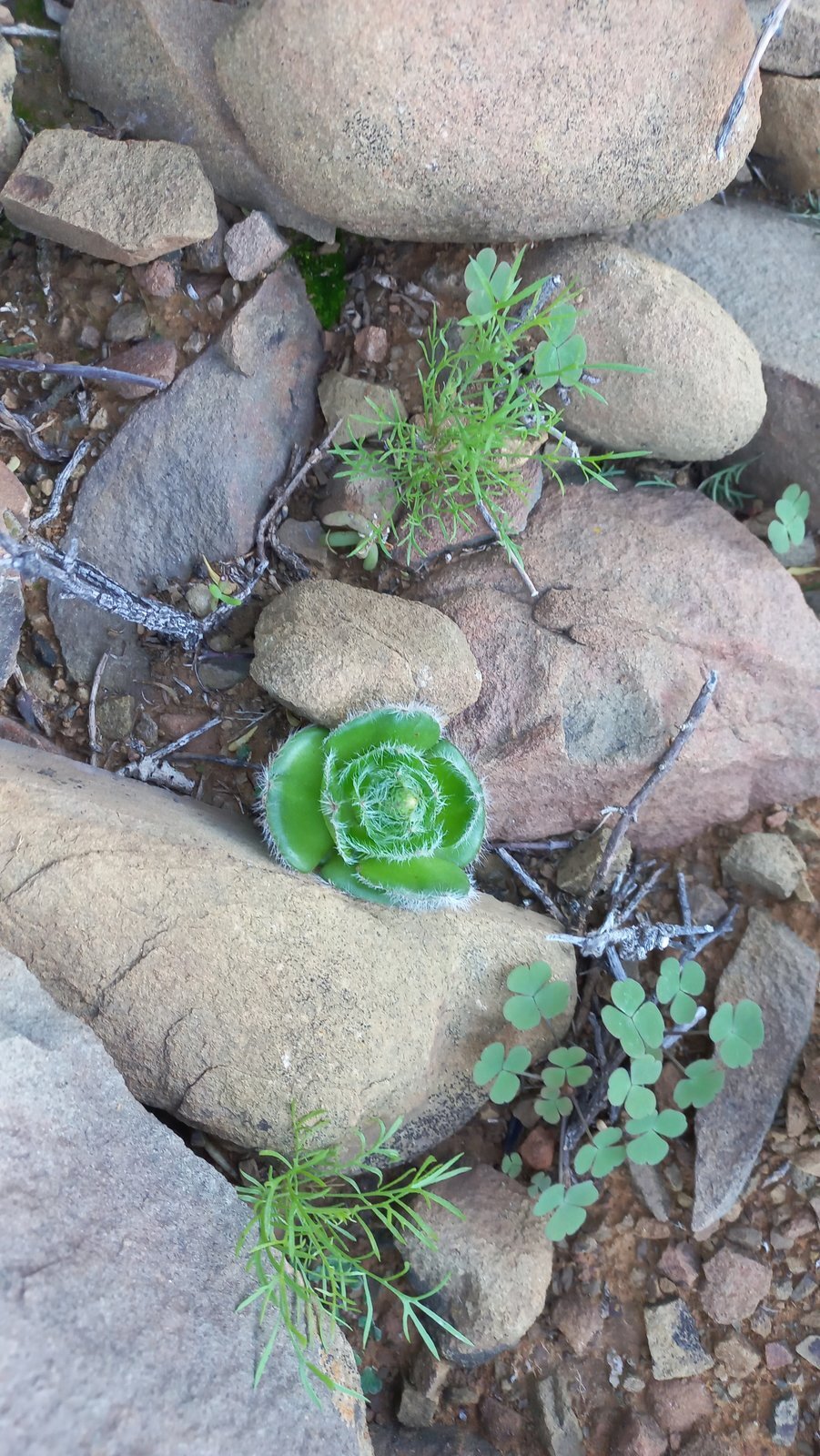Foto van Beard stonecrop