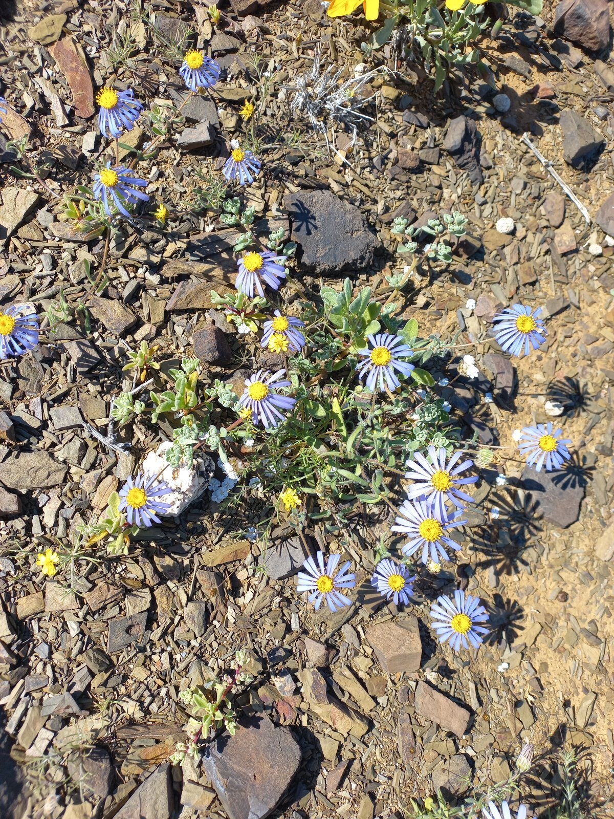 Foto van Bloublommetjie opslag
