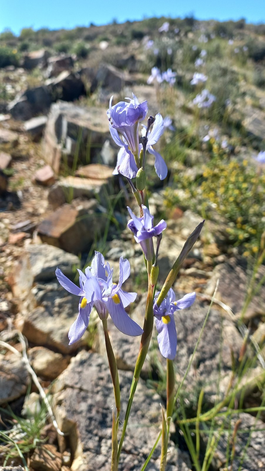 Foto van Bloutulp (iris)