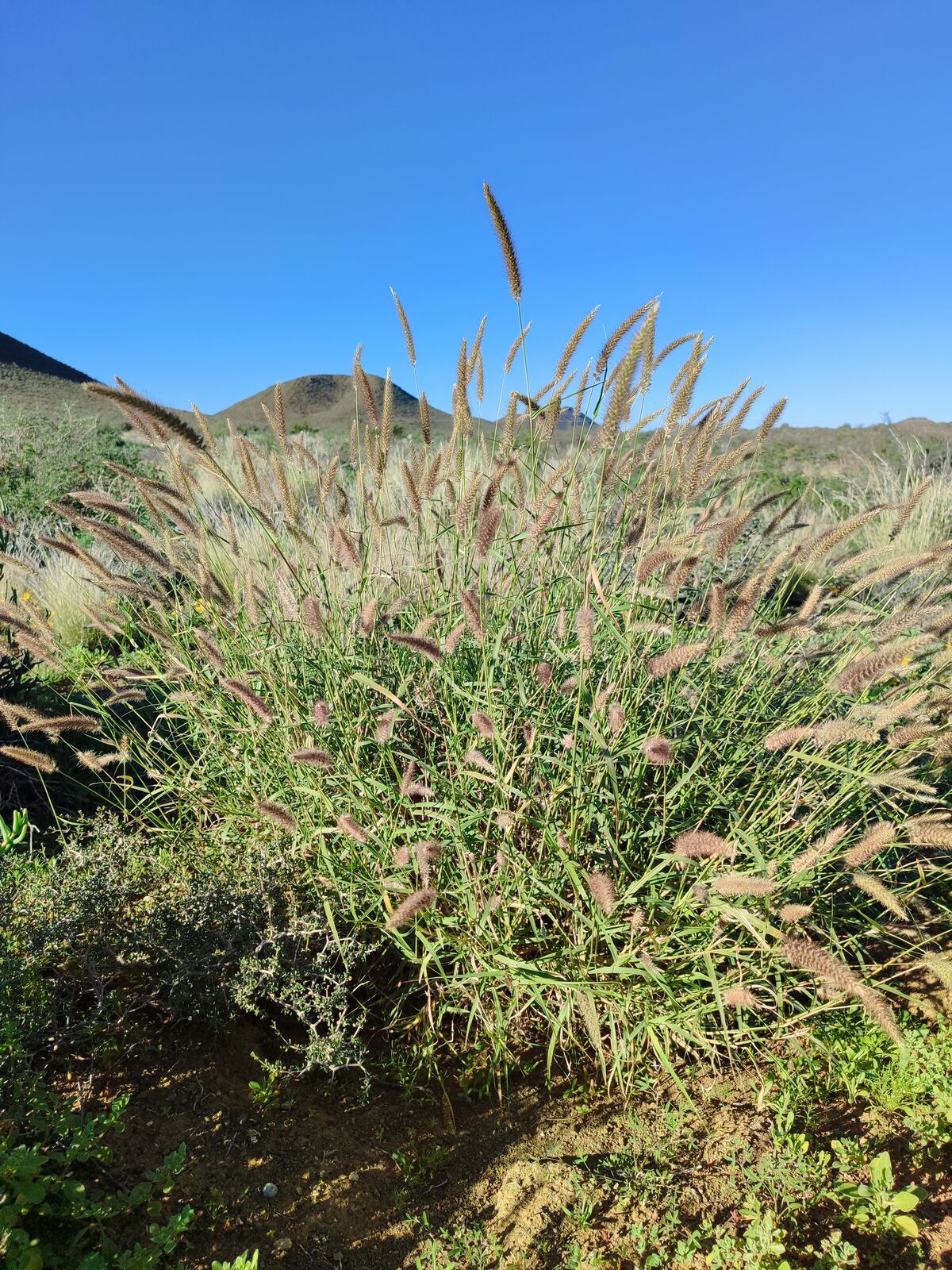 Foto van Buffel gras