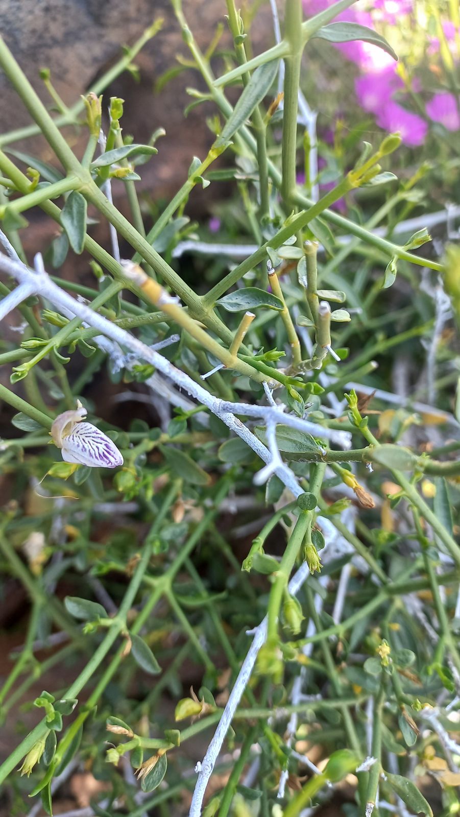 Foto van Maklikbreekbos