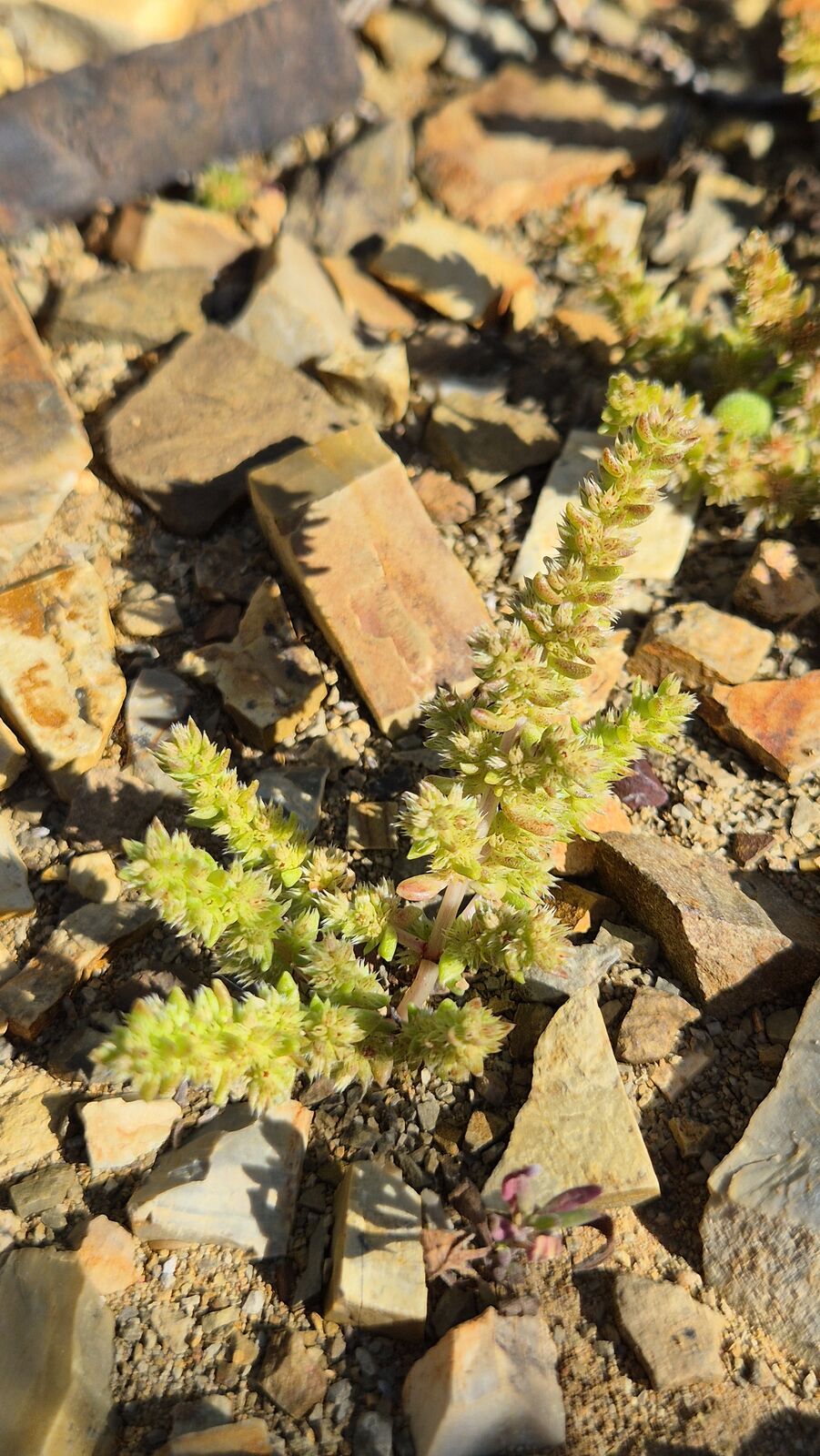 Foto van Crassula campestris