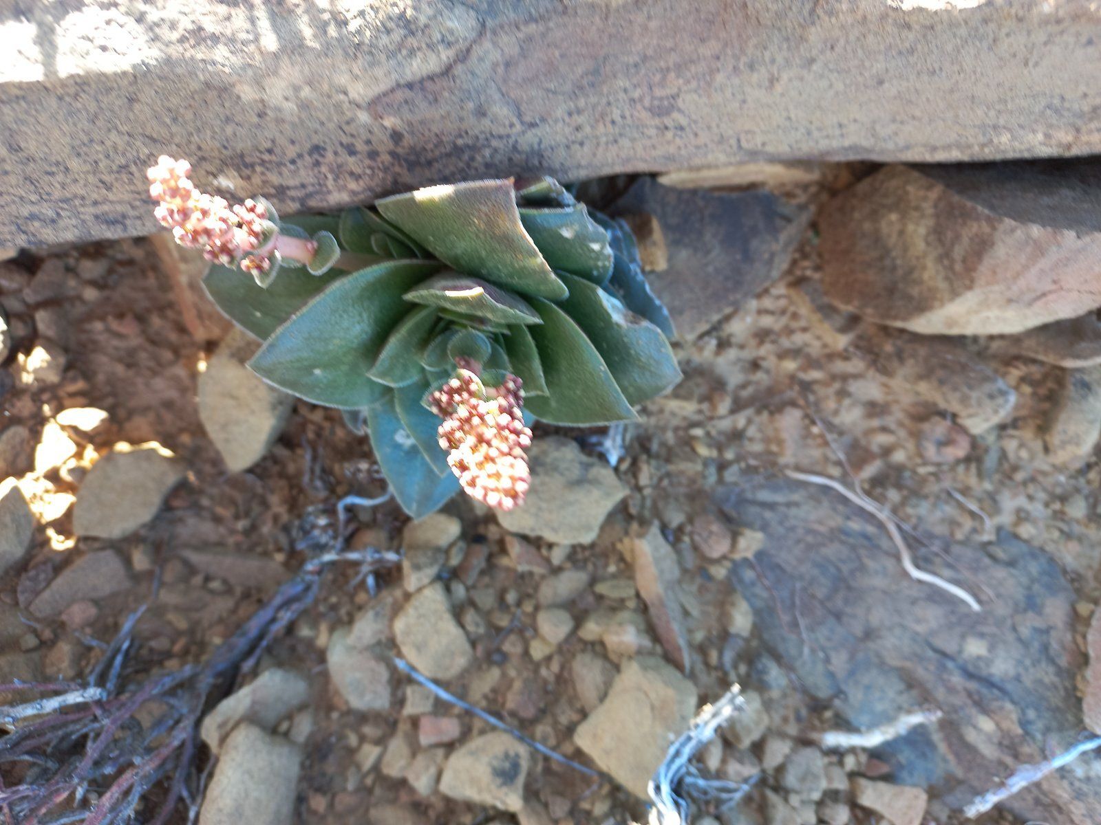 Foto van Crassula
