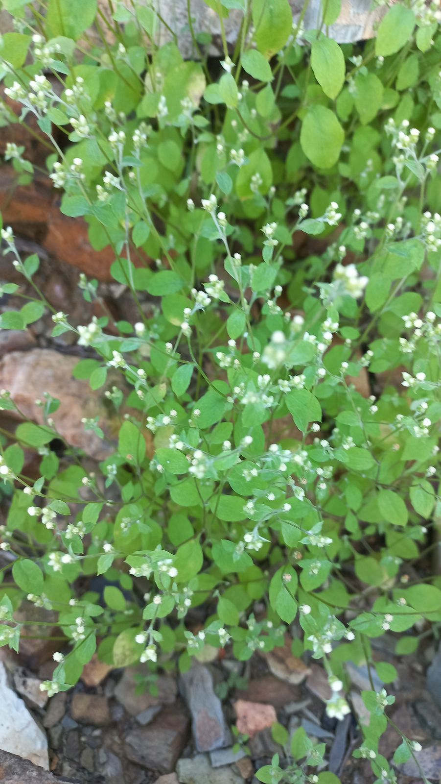 Foto van Fynste skadu plantjie