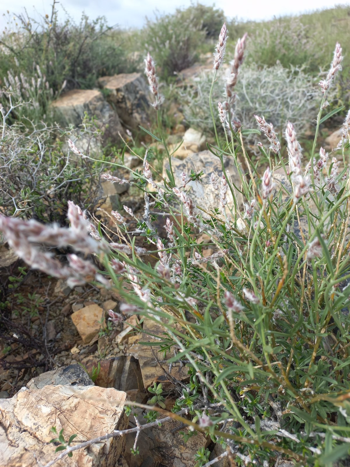 Foto van Gras-bo-bas-onder katstert