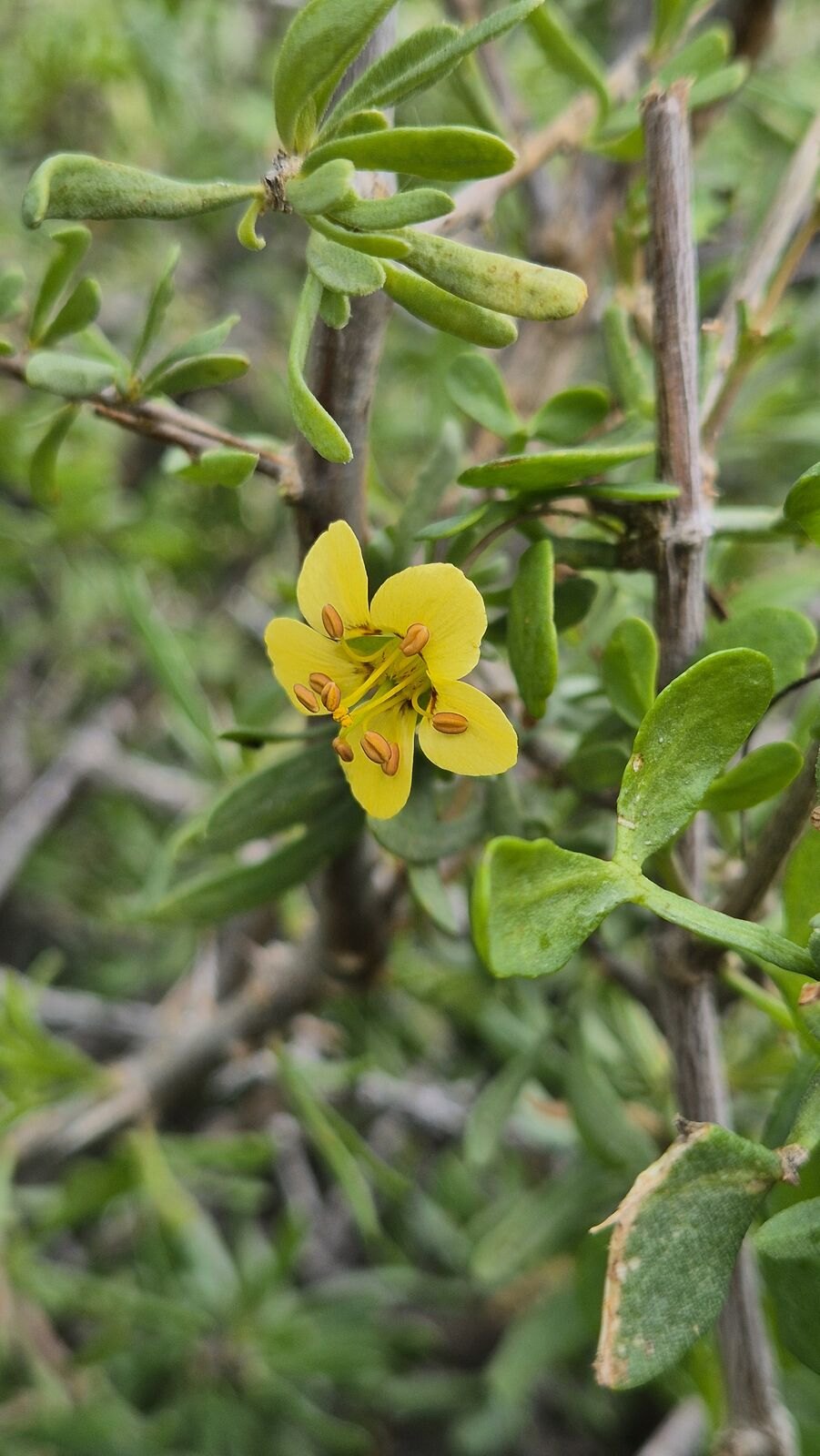 Foto van Grey Twinleaf