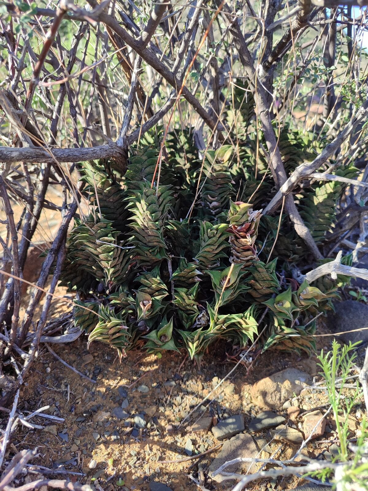 Foto van Haworthia viscosa