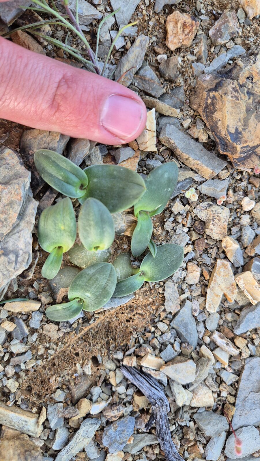 Foto van Flat Squill