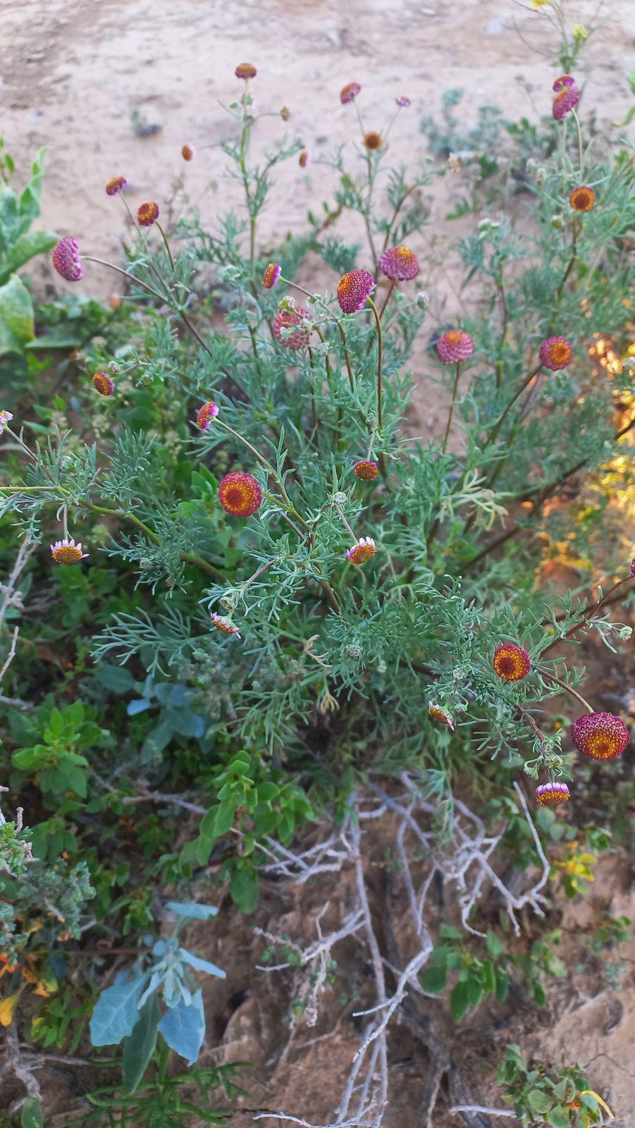 Foto van Lasiospermum brachyglossum