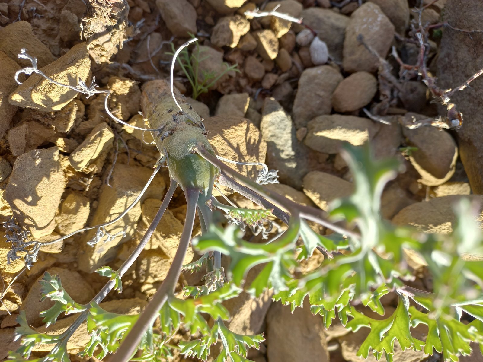 Foto van Pelargonium carnosum