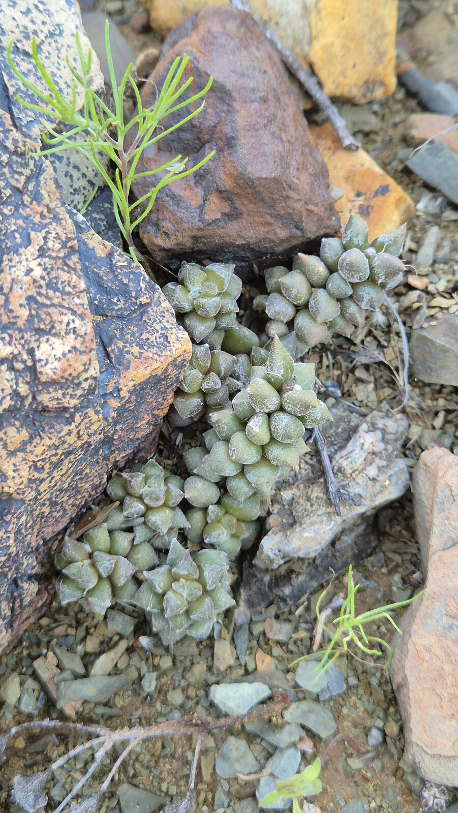 Foto van Anacampseros arachnoides