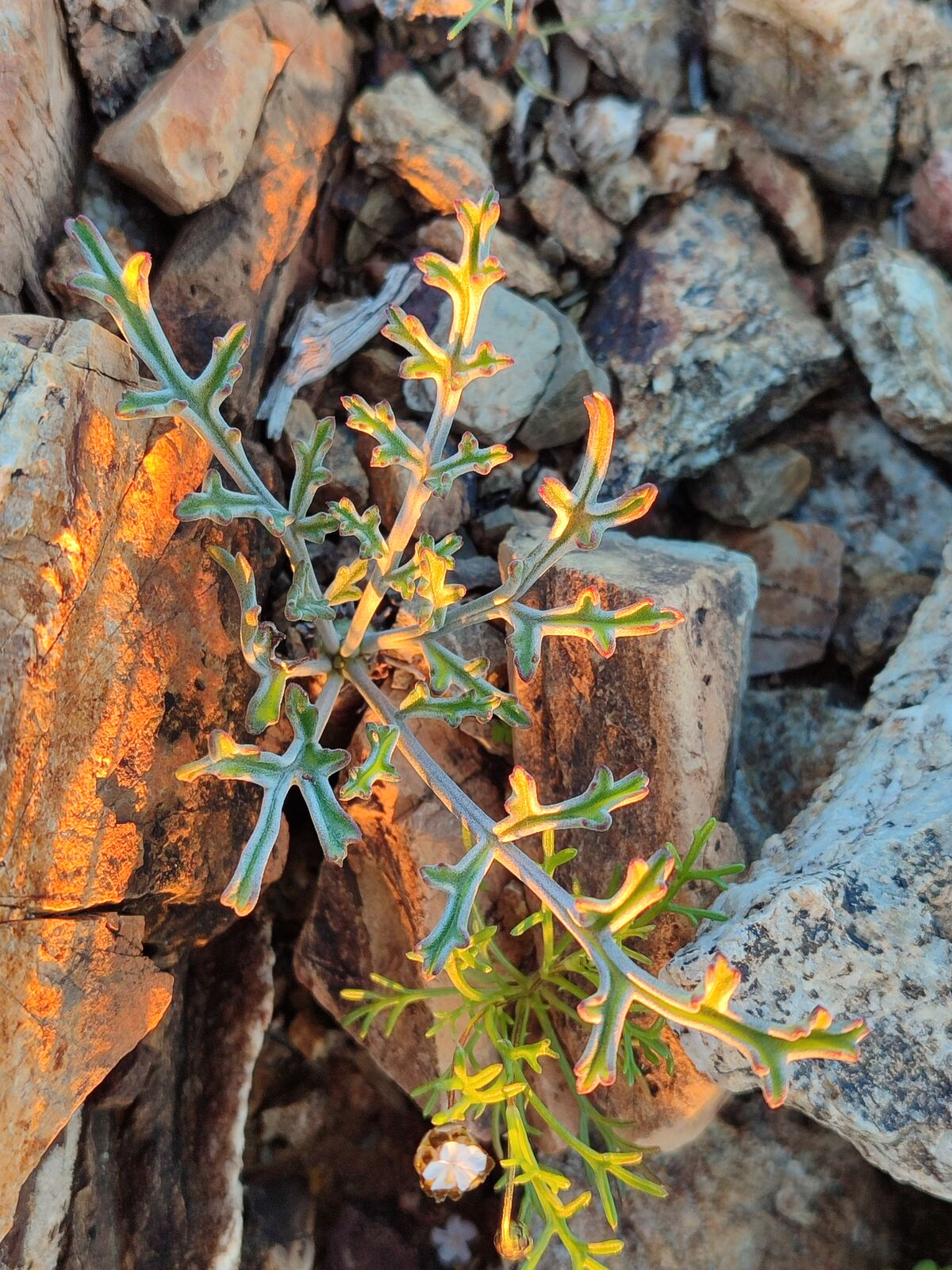 Foto van Thickbark storksbill