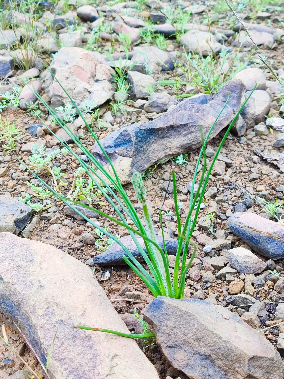 Foto van Albuca