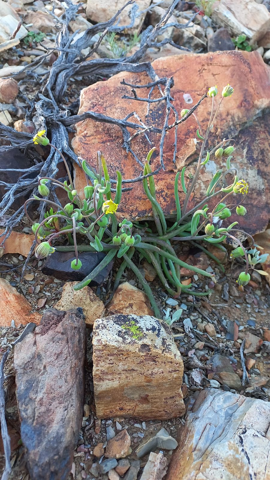 Foto van Othonna protecta