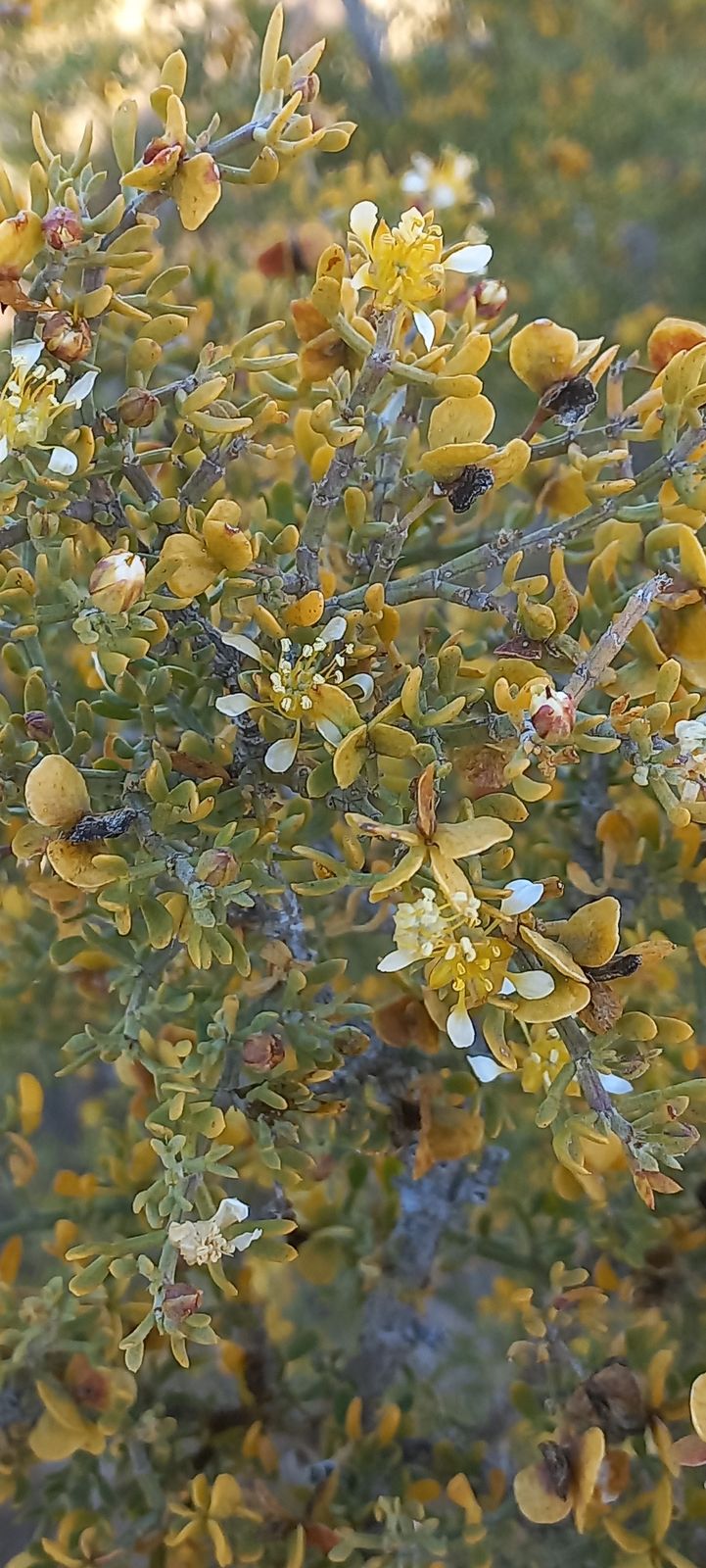Foto van Ouooibos