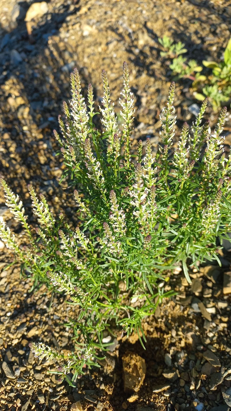 Foto van Slugworts