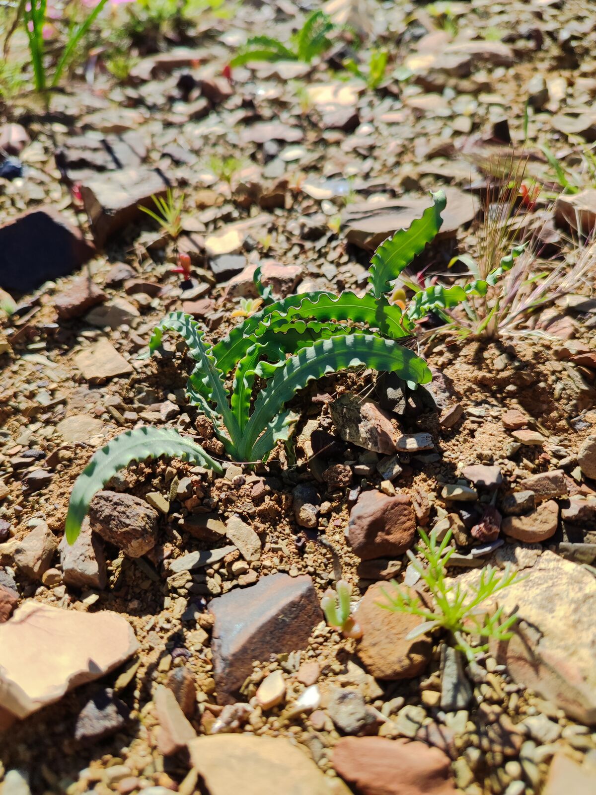 Foto van Tritonia tugwelliae