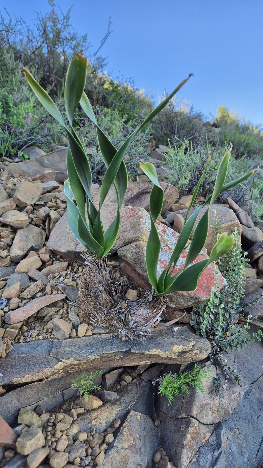 Foto van Variable Squill