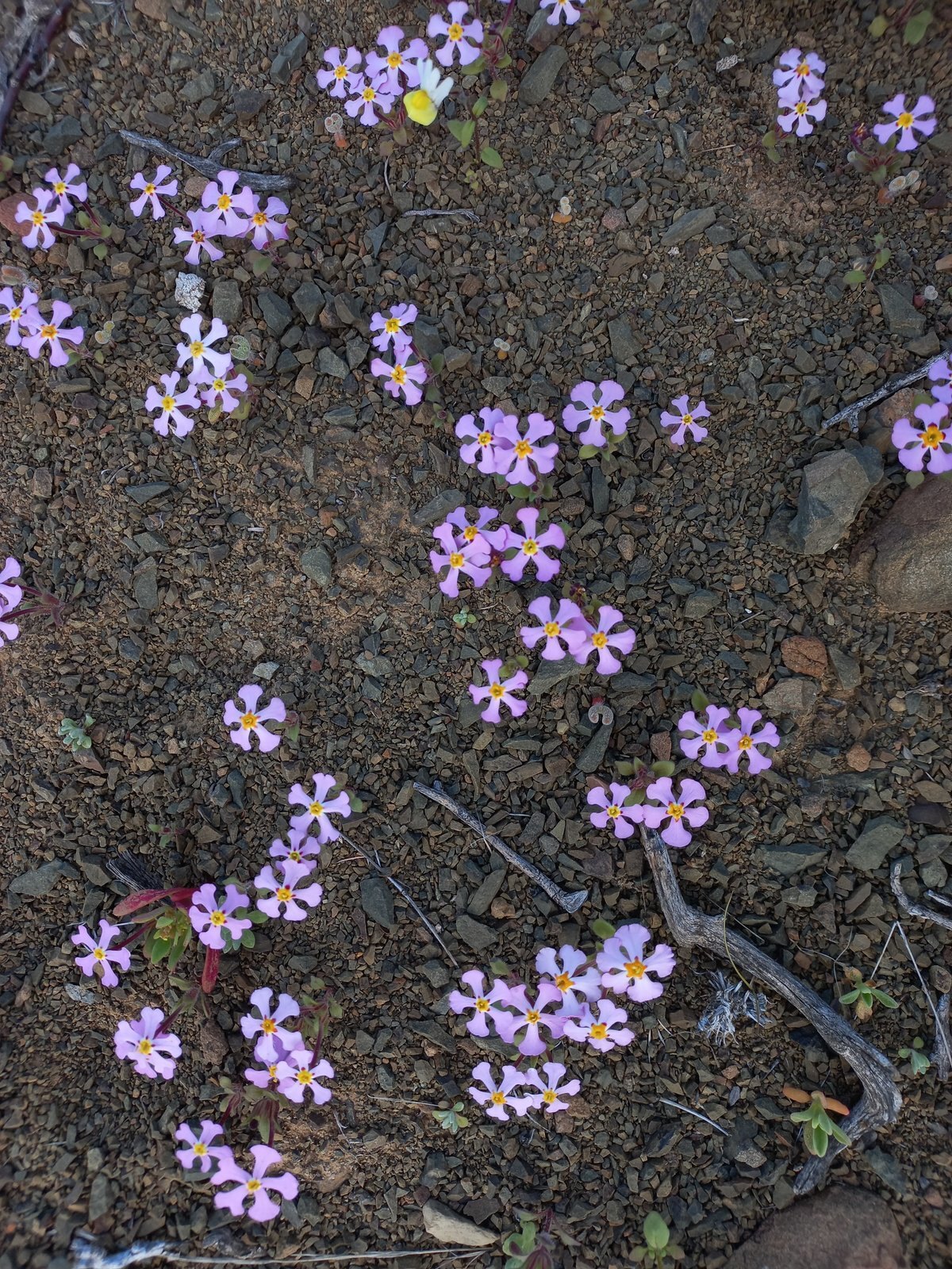 Foto van Verfblommetjies