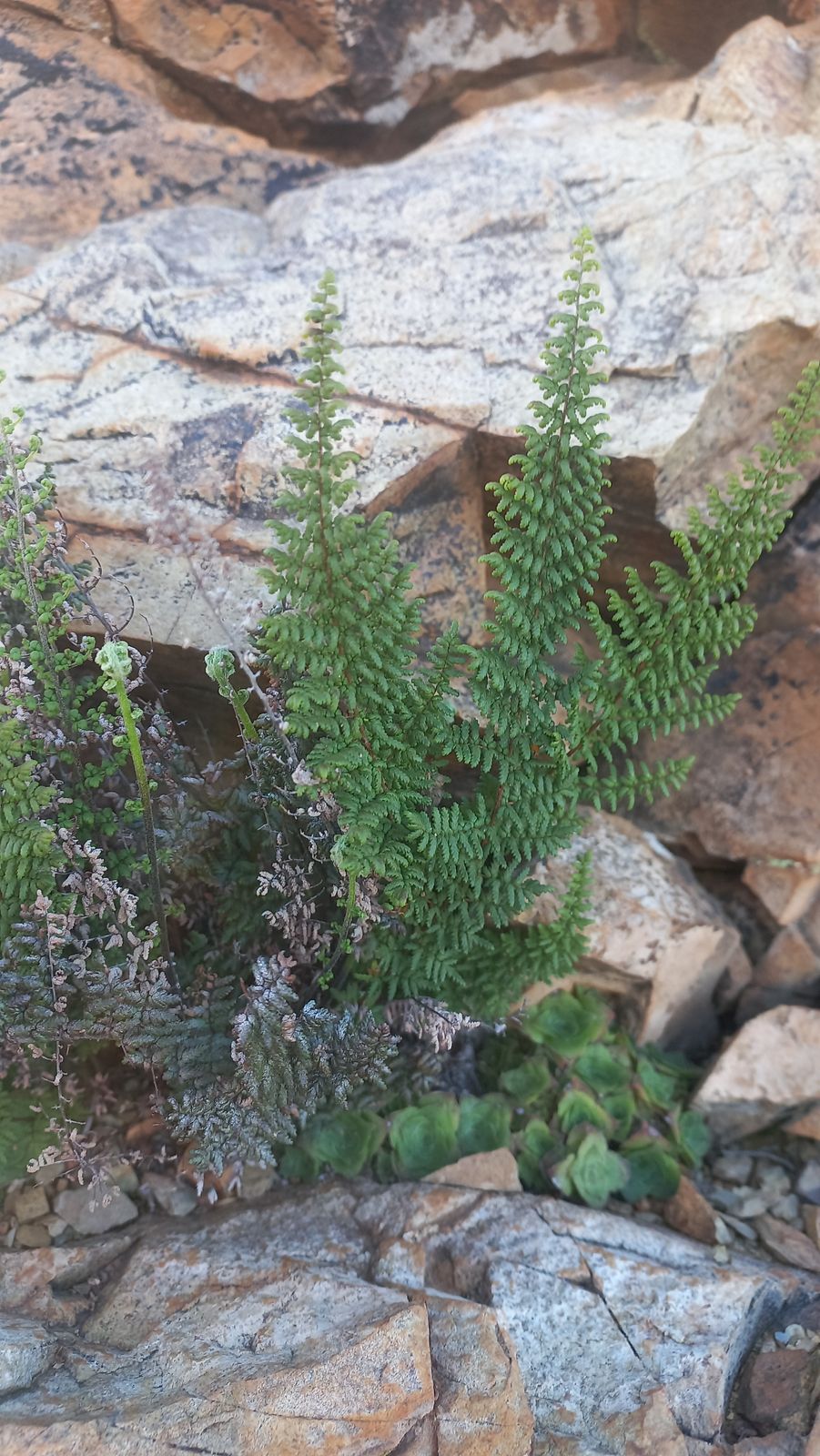 Foto van Wooly lipfern varing