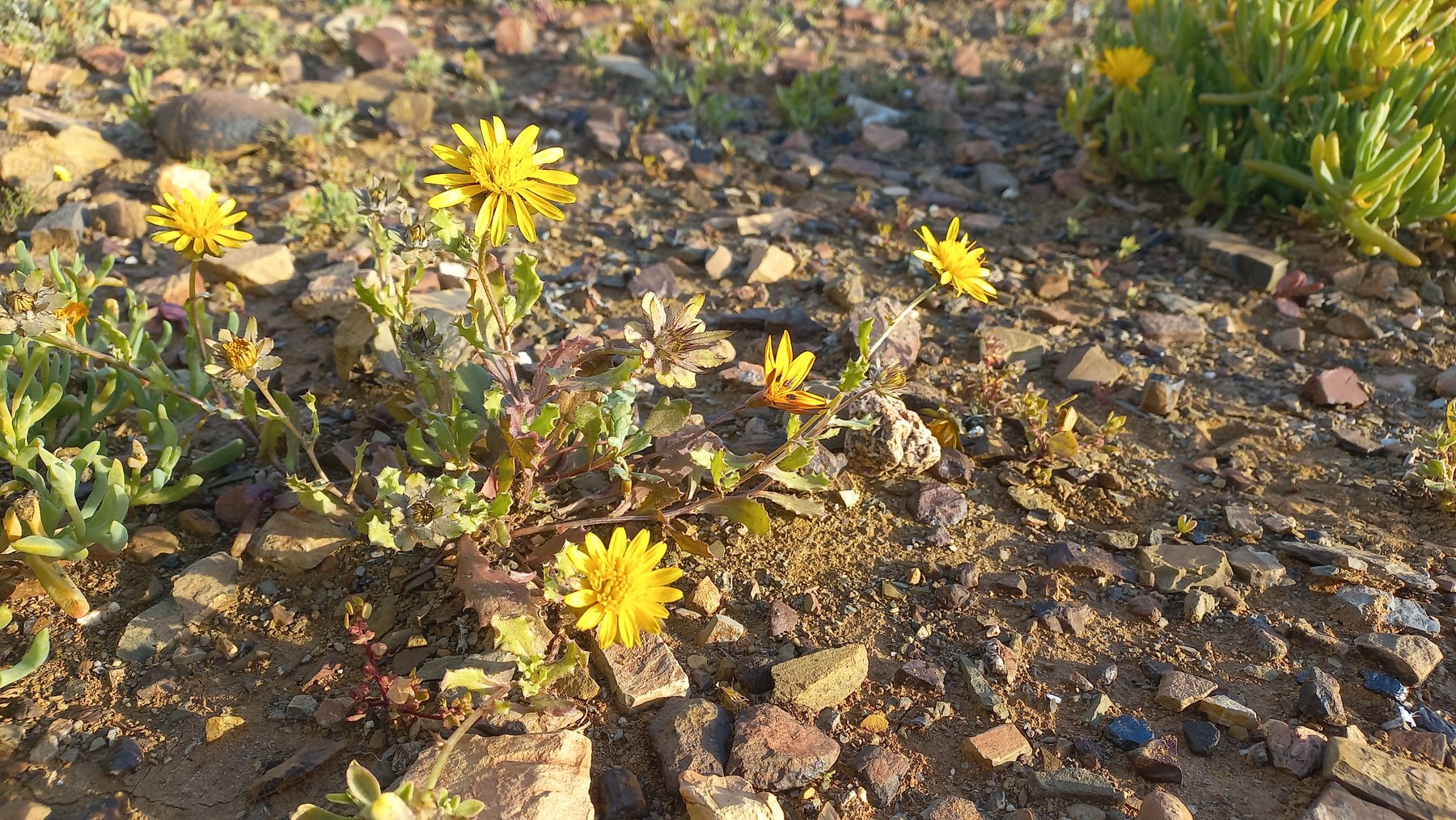 Foto van Wortelbossie